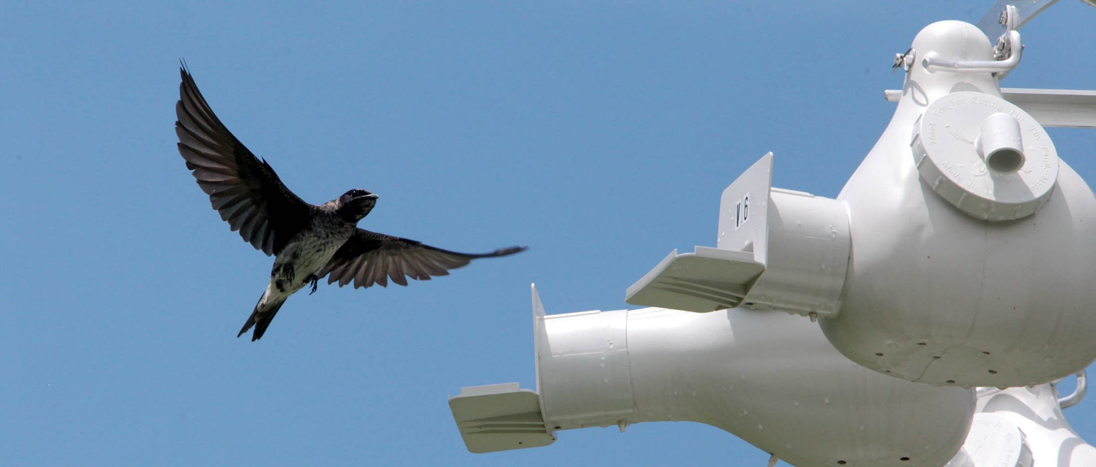 Purple martin banding